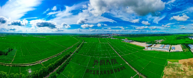 5航拍乔府大院试验田基地-稻田画 陈聂摄